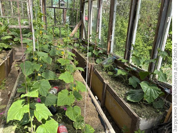 4.06.25. Самый жирный Чинос. Первый справа