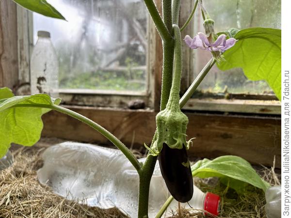 Не просто цветут, а уже плоды вяжут.