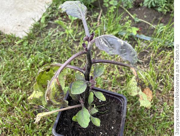 Бакл на улице. Волшебно фиолетовый🤪