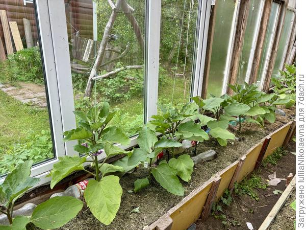 Баклажаны в теплице