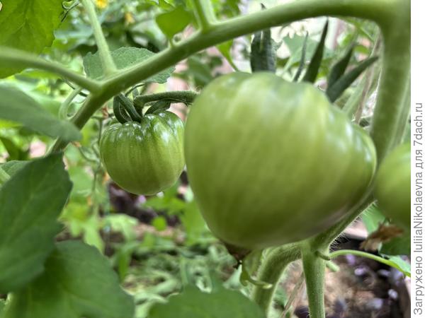 Бычье сердце