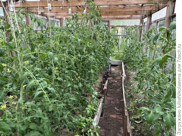 Слева те, что 16 апреля высаживала