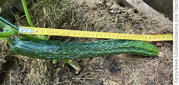 Первый Чинос в этом году