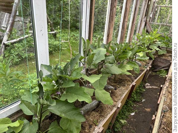 Общий вид. Дальний угол, к северу,  стал хлорощить