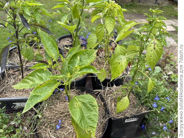 Это мои острые перцы с рассадой которых возилась всю весну