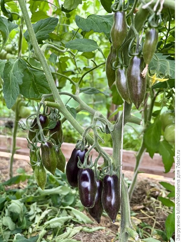 Гном Розовая Пантера