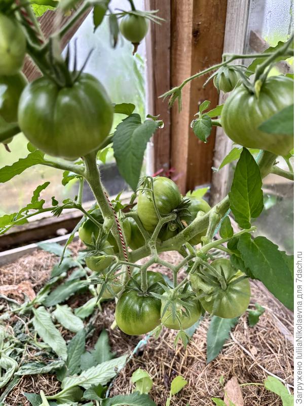 Гном Пурпурное Сердце