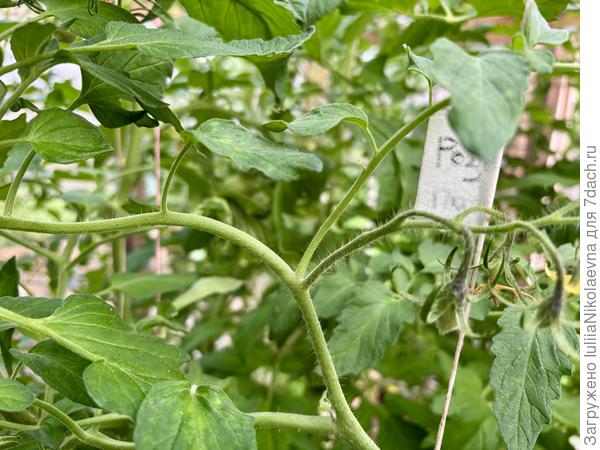 Естественное вершкование томата