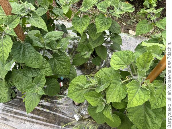 Сюрприз. Опушенный физалис. Такой красавчик. Лист мягкий, как бархатный