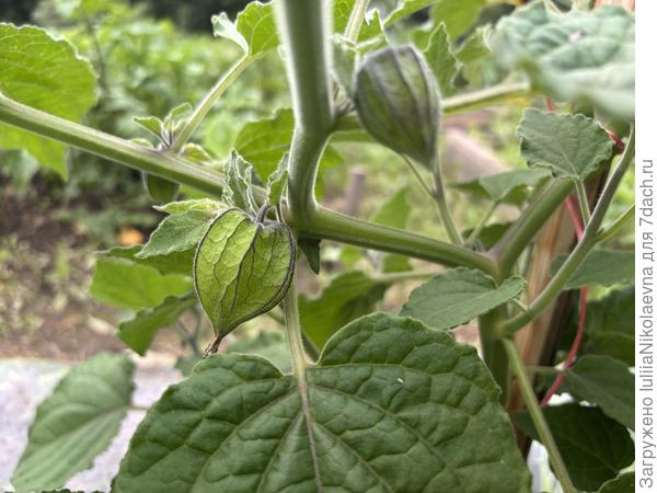 Коробочка увеличивается в размере. Внутри плодик.