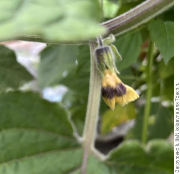 Закончил цветение. Тронула и отвалился. Теперь чашечка из которой он выпал, закроется плотно и получится коробочка