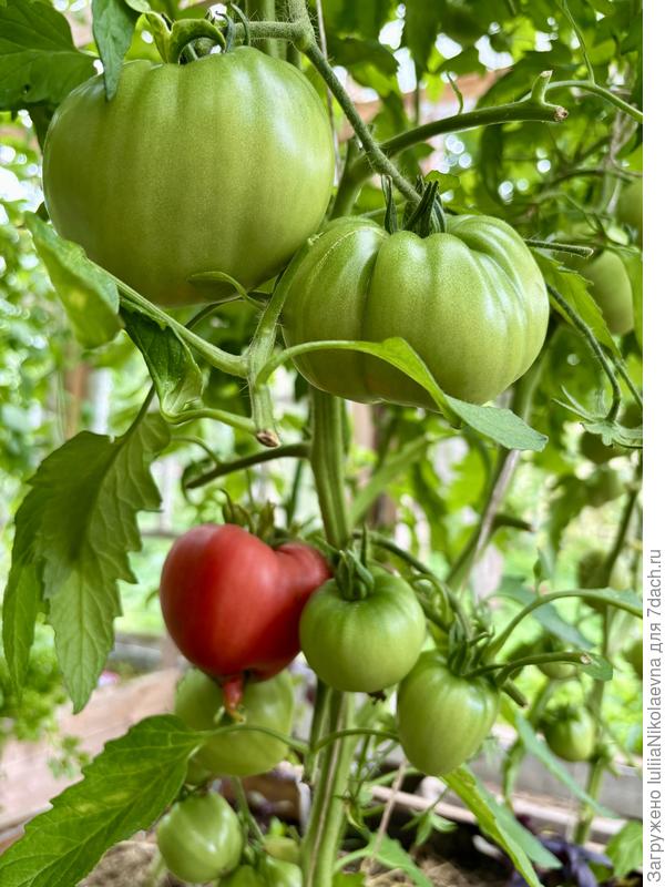 7 июля сняла второго созревшего. Это Бычье Сердце