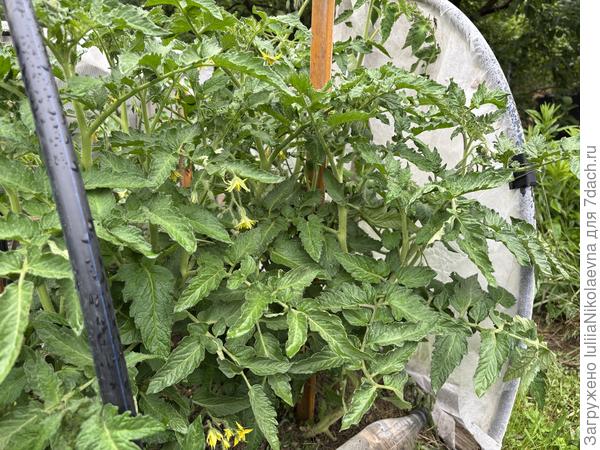 Гном Пурпурное Сердце в ОГ