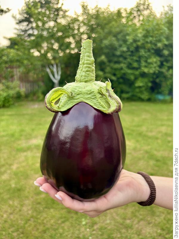 Баклажанчик Бомбовоз