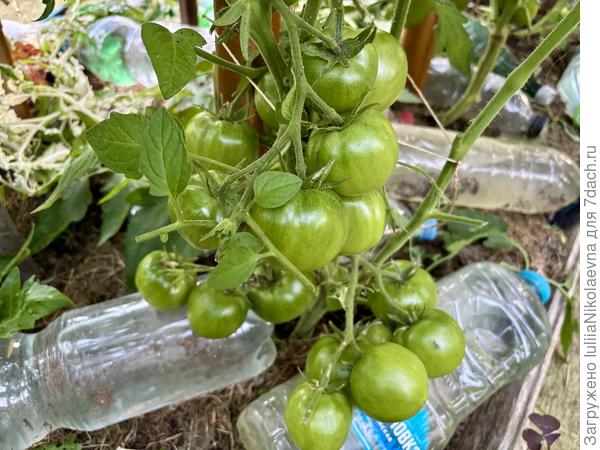 Терракотовый Торбена