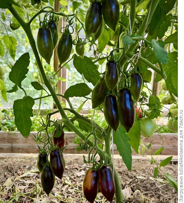 Гном Розовая Пантера. В зелёном виде не зелёная, а чёрная.