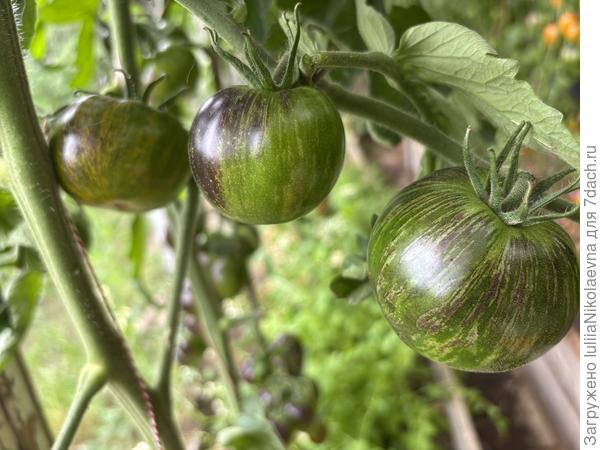 Зелёная Богиня Ксананду