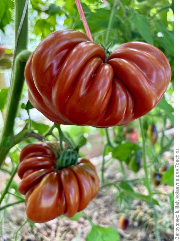 Флёр де Пари