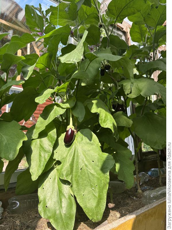 Привитыши в два раза превысили рост, чем должны по сорту. Высота 1,5 метра