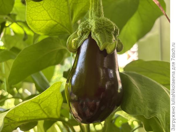 К концу сезона стало понятно, что на томатном корне урожайность значительно выше, чем на собственном.