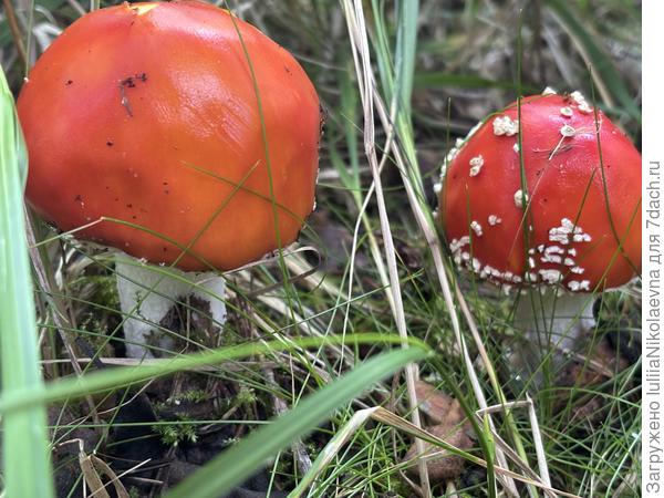 Мухоморы-красавцы