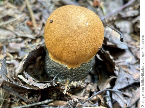Подосиновики радуют рыжими шляпками