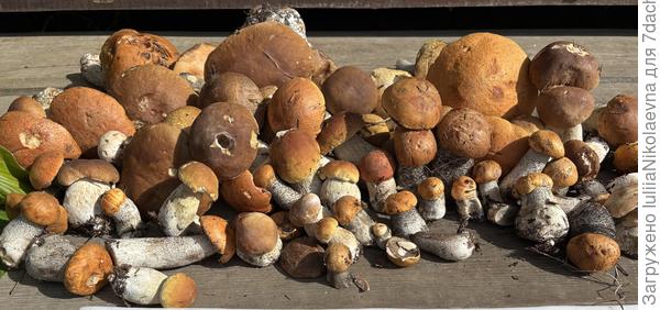 Малыши беленькие и подосиновики. Плюс тазик лисичек и сыроежек.