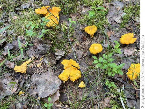 Лисички группками растут.  Любимые грибы моих детей