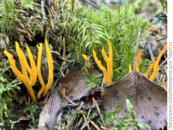 Клаоцера клейкая. Оленьи рожки. Хоть и условно-съедобная , но я такое не собираю