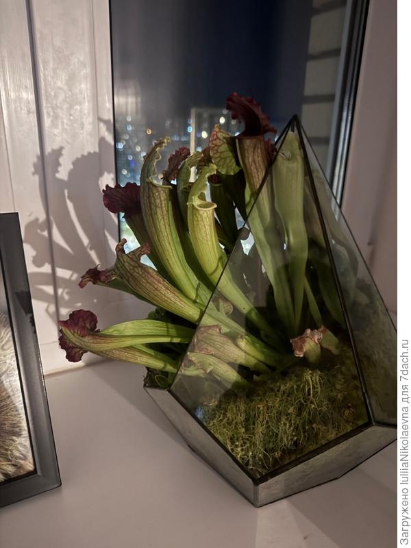 Хищный цветочек взывает о помощи