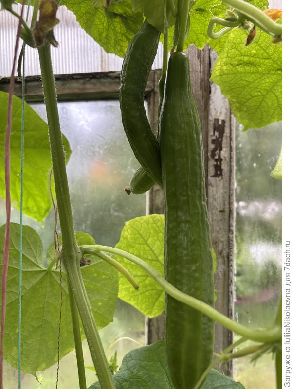 Матадор сегодня. Всем хорош, кроме вкуса😇