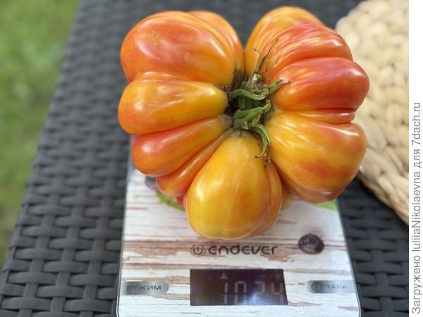 Самый большой томат этого года. Килограммм. Сорт Крупный от Гаркаловой