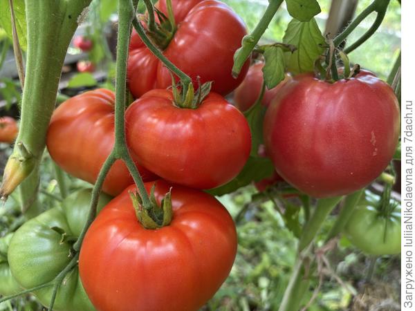 Минусинские. Теплица