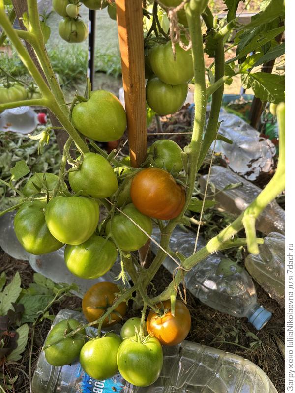 Терракотовый Торберна. ОГ. Лера сказала про него «На улице он-огонь». Отличный томат! урожайный и много успело созреть на корню