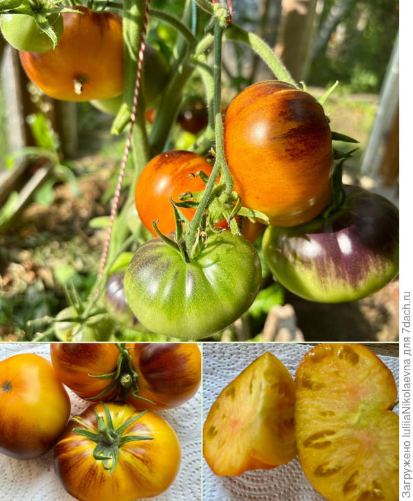 Мечта Алисы. Зреть начал во второй половине июля