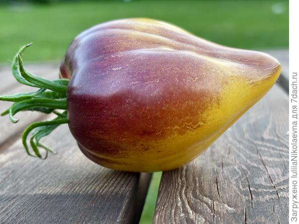 Заёздный истребитель жёлтый. Вкусный, урожайный.