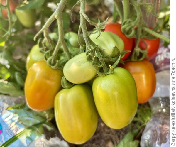 Кечкемети. ОГ. Много и зреют хорошо. Этот в закрутки пошёл. Вкус не салатный