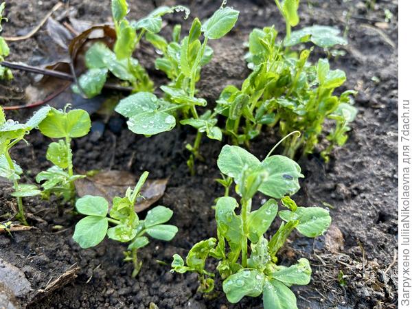 Всходит горох, что сам насеялся