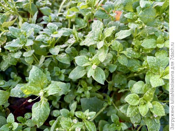 А мокрица по клубнике такая жирная взошла, что хоть на выставку. Цвести собирается