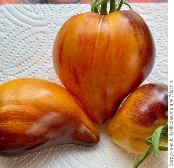 Сладкая Карамель Софи