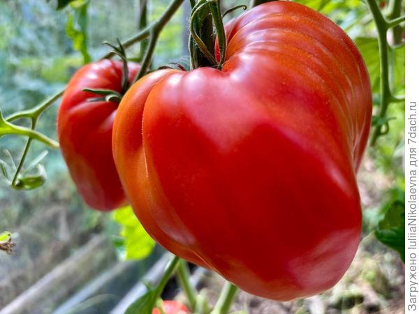 Древнее Сердце