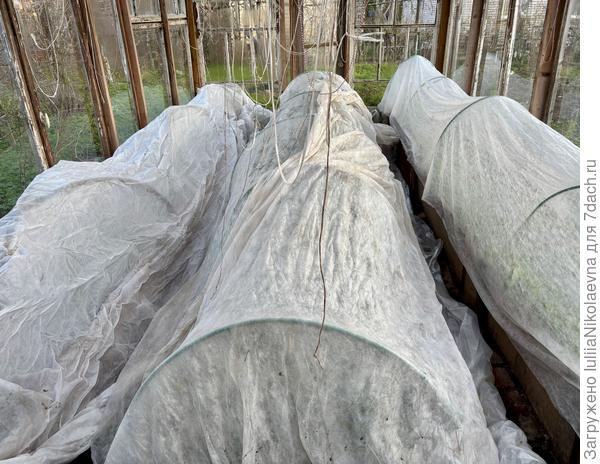 11 мая. Всё! Я сделала для вас всё что смогла. Растите давайте, а то уже помидорного салата хочется