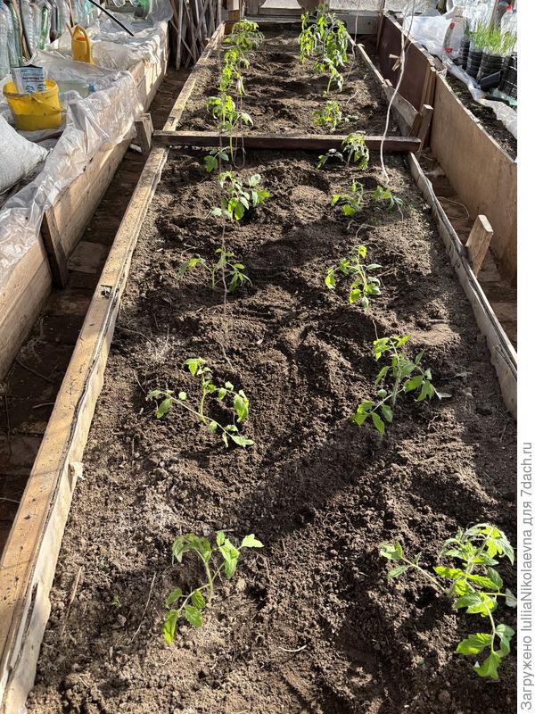 Посадила 16 апреля