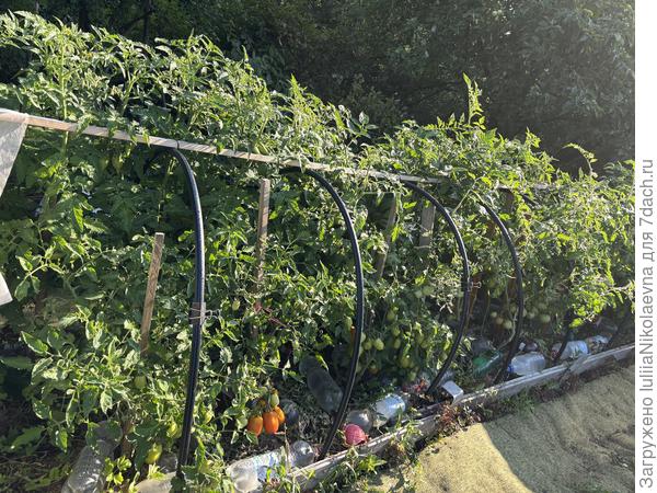 Вот так выглядела моя грядка с томатами 4 августа