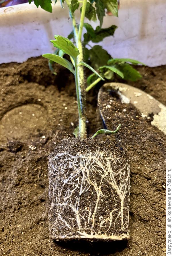 Буду переваливать в двухлитровые горшки