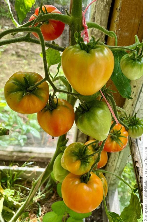 Сердце Абрикосовой зебры