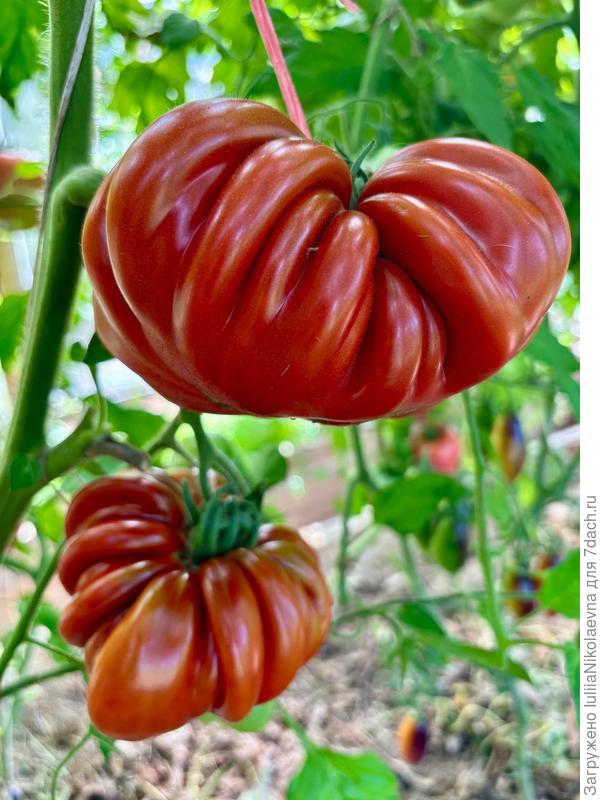 Флёр де Пари