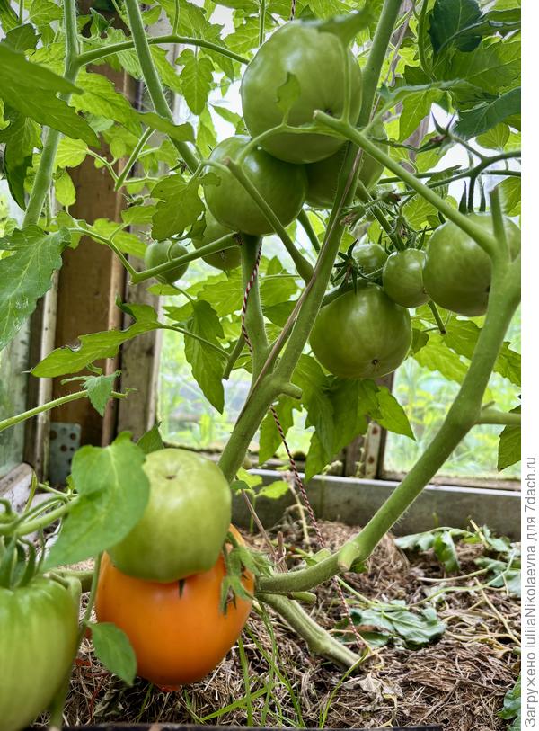 11.07.25 Теплица