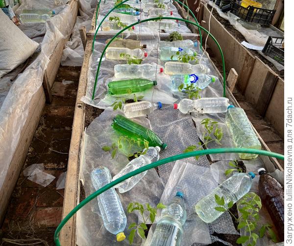 Землю накрыла плёнкой, вокруг камикадзе накидала бутылок с водой. Поставила дуги. На них сначала лутрекс, а сверху плёнку