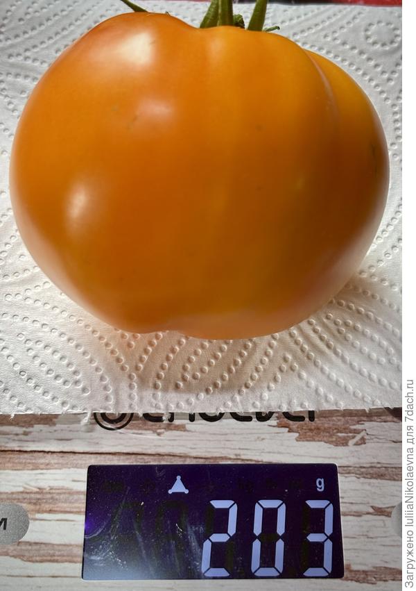 11 июля созрел первый томатик в теплице